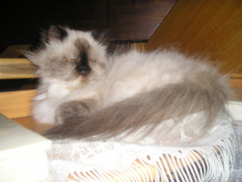 gitane en 2007.jpg (16 ko)
